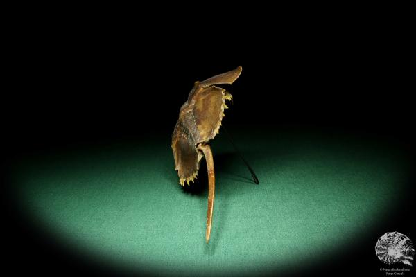 Carcinoscorpius rotundicauda (20397) a crustacean from Philippines | Taxidermy | Crabs & Shrimps & Limulus