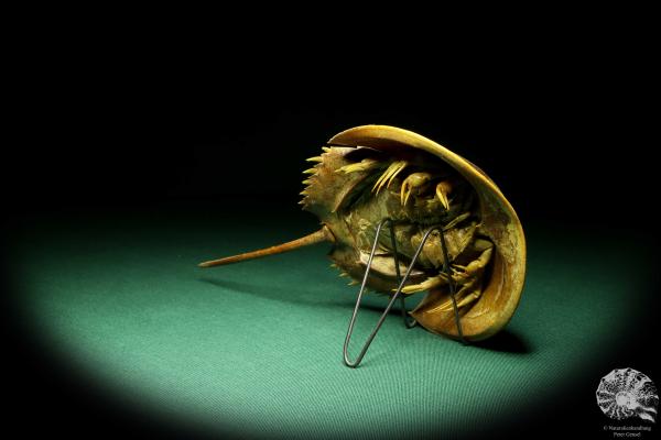 Carcinoscorpius rotundicauda (20397) a crustacean from Philippines | Taxidermy | Crabs & Shrimps & Limulus