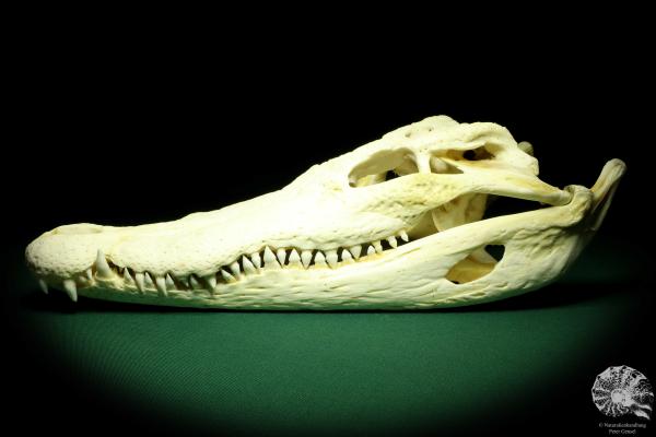 Crocodylus siamensis (20400) a skeleton from South East Asia | Taxidermy | Skeletons