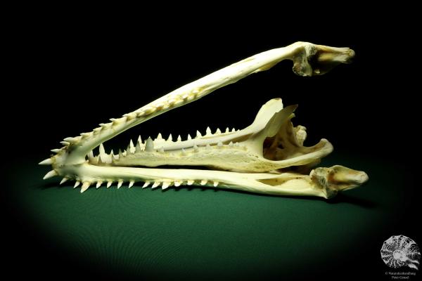 Crocodylus siamensis (20400) a skeleton from South East Asia | Taxidermy | Skeletons