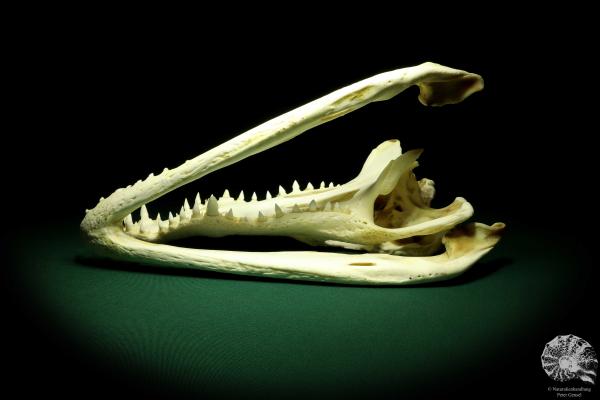 Crocodylus siamensis (20400) a skeleton from South East Asia | Taxidermy | Skeletons