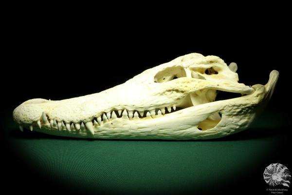 Crocodylus siamensis (20401) a skeleton from South East Asia | Taxidermy | Skeletons