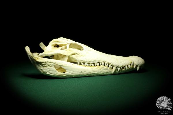 Crocodylus siamensis (20401) a skeleton from South East Asia | Taxidermy | Skeletons