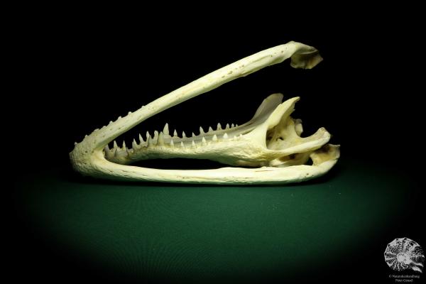 Crocodylus siamensis (20401) a skeleton from South East Asia | Taxidermy | Skeletons