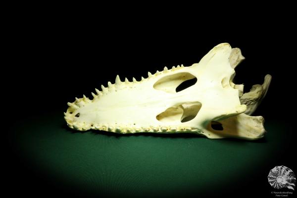 Crocodylus siamensis (20401) a skeleton from South East Asia | Taxidermy | Skeletons