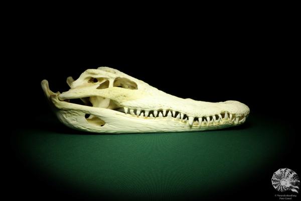 Crocodylus siamensis (20402) a skeleton from South East Asia | Taxidermy | Skeletons