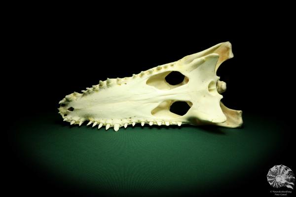 Crocodylus siamensis (20402) a skeleton from South East Asia | Taxidermy | Skeletons