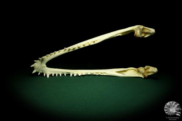 Crocodylus siamensis (20402) a skeleton from South East Asia | Taxidermy | Skeletons