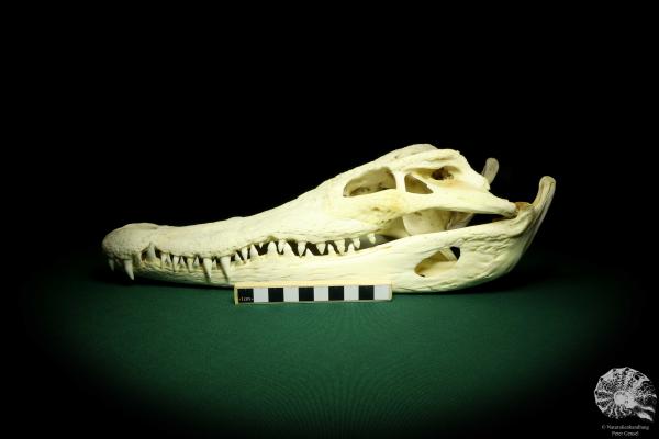 Crocodylus siamensis (20402) a skeleton from South East Asia | Taxidermy | Skeletons