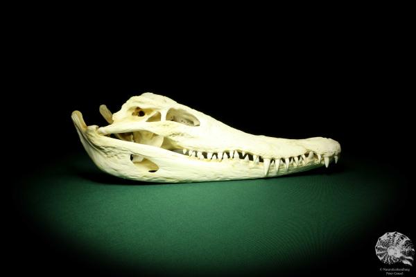 Crocodylus siamensis (20403) a skeleton from South East Asia | Taxidermy | Skeletons