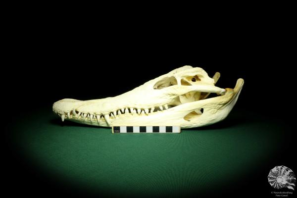 Crocodylus siamensis (20403) a skeleton from South East Asia | Taxidermy | Skeletons