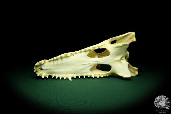 Crocodylus siamensis (20405) a skeleton from South East Asia | Taxidermy | Skeletons