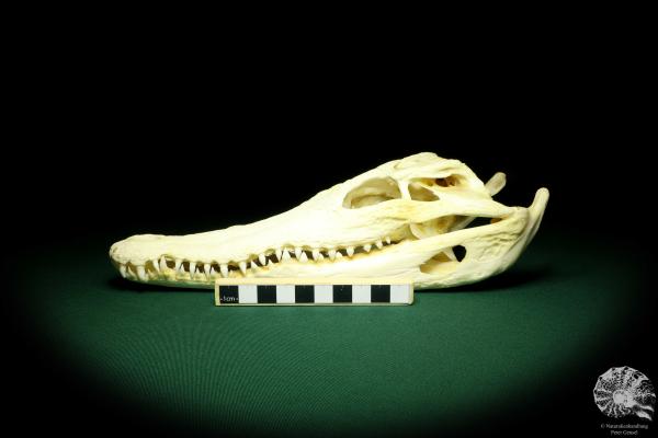 Crocodylus siamensis (20405) a skeleton from South East Asia | Taxidermy | Skeletons