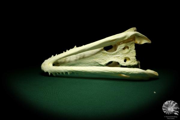 Crocodylus siamensis (20406) a skeleton from South East Asia | Taxidermy | Skeletons