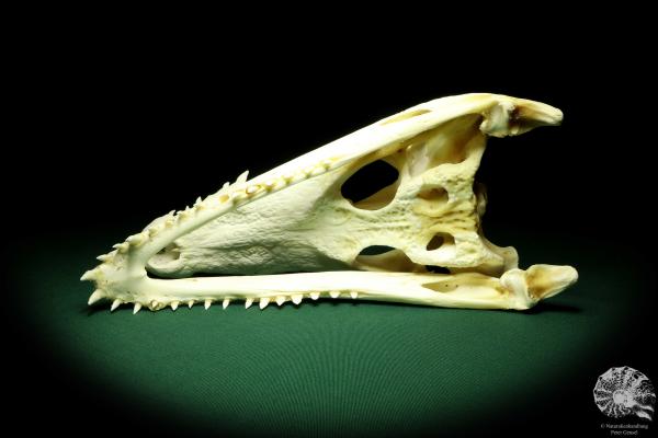 Crocodylus siamensis (20408) a skeleton from South East Asia | Taxidermy | Skeletons