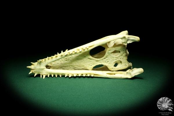 Crocodylus niloticus (20410) a skeleton from Madagascar | Taxidermy | Skeletons