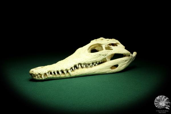 Crocodylus niloticus (20411) a skeleton from Madagascar | Taxidermy | Skeletons