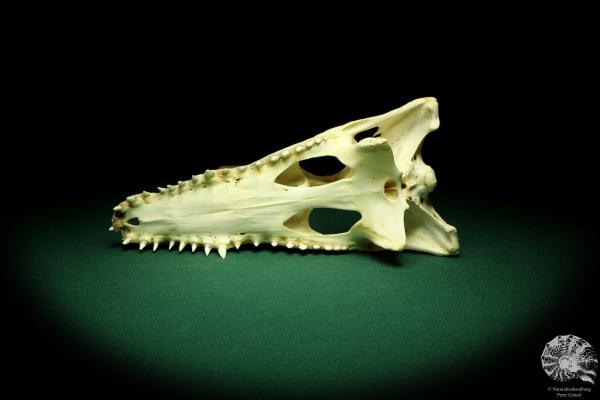 Crocodylus niloticus (20411) a skeleton from Madagascar | Taxidermy | Skeletons