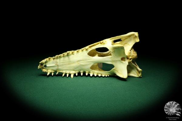 Crocodylus niloticus (20412) a skeleton from Madagascar | Taxidermy | Skeletons