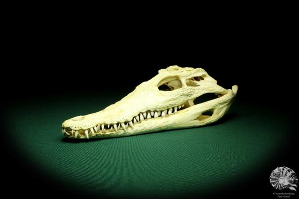 Crocodylus niloticus (20413) a skeleton from Madagascar | Taxidermy | Skeletons