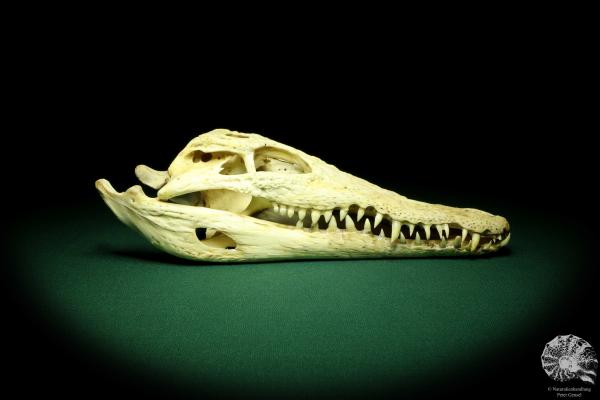 Crocodylus niloticus (20414) a skeleton from Madagascar | Taxidermy | Skeletons