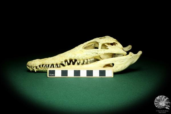 Crocodylus niloticus (20414) a skeleton from Madagascar | Taxidermy | Skeletons