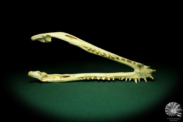 Crocodylus niloticus (20417) a skeleton from Madagascar | Taxidermy | Skeletons