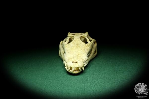 Crocodylus niloticus (20419) a skeleton from Madagascar | Taxidermy | Skeletons