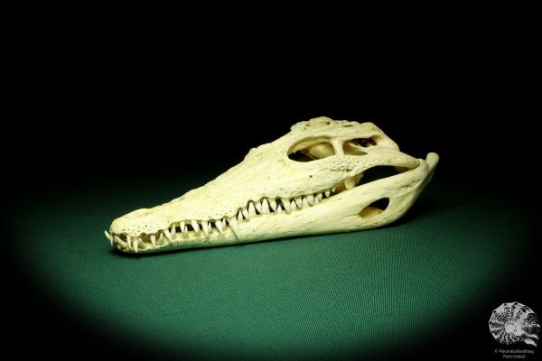 Crocodylus niloticus (20420) a skeleton from Madagascar | Taxidermy | Skeletons