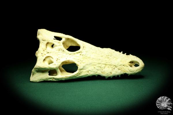 Crocodylus niloticus (20420) a skeleton from Madagascar | Taxidermy | Skeletons