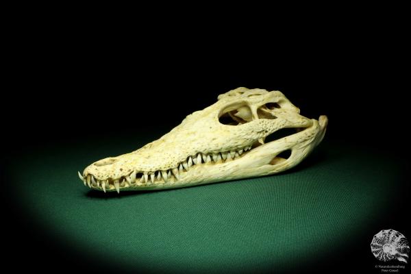 Crocodylus niloticus (20421) a skeleton from Madagascar | Taxidermy | Skeletons