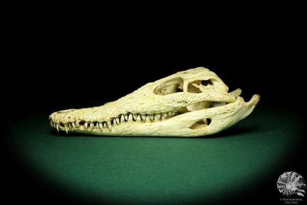 Crocodylus niloticus - Madagascar - (20421)