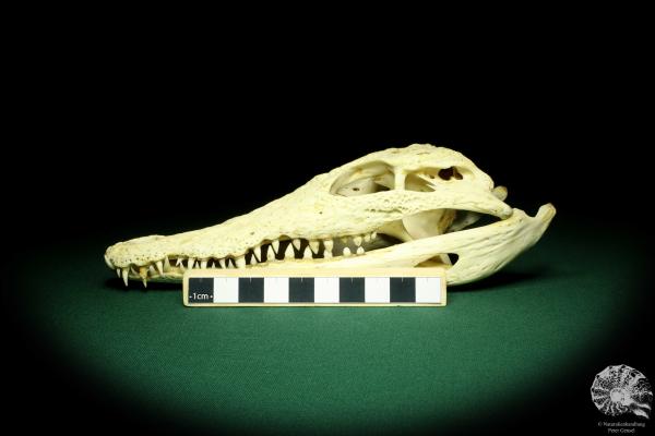 Crocodylus niloticus (20422) a skeleton from Madagascar | Taxidermy | Skeletons