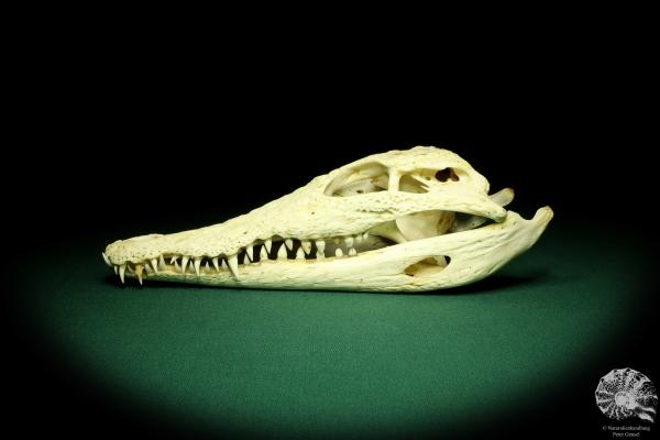 Crocodylus niloticus - Madagascar - (20422)