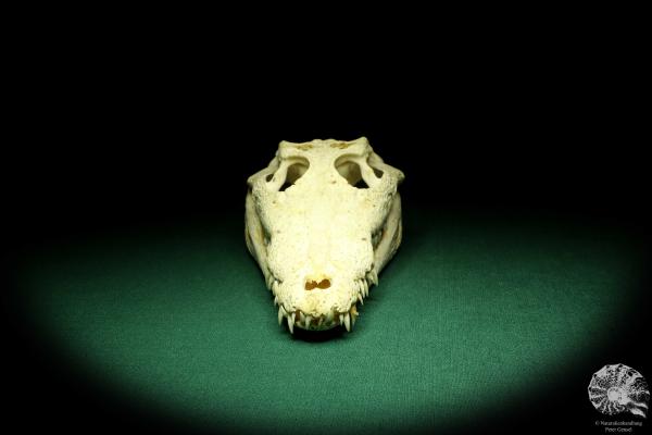 Crocodylus niloticus (20422) a skeleton from Madagascar | Taxidermy | Skeletons