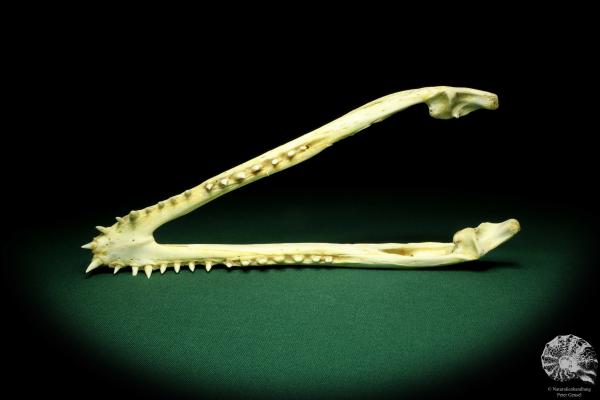 Crocodylus niloticus (20422) a skeleton from Madagascar | Taxidermy | Skeletons