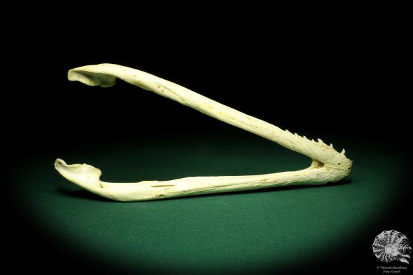 Crocodylus niloticus (20422) a skeleton from Madagascar | Taxidermy | Skeletons