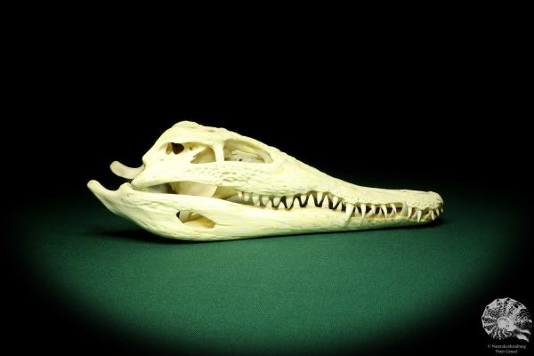 Crocodylus niloticus (20423) a skeleton from Madagascar | Taxidermy | Skeletons