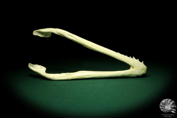 Crocodylus niloticus (20423) a skeleton from Madagascar | Taxidermy | Skeletons