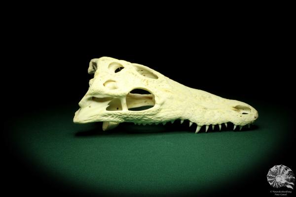 Crocodylus niloticus (20423) a skeleton from Madagascar | Taxidermy | Skeletons