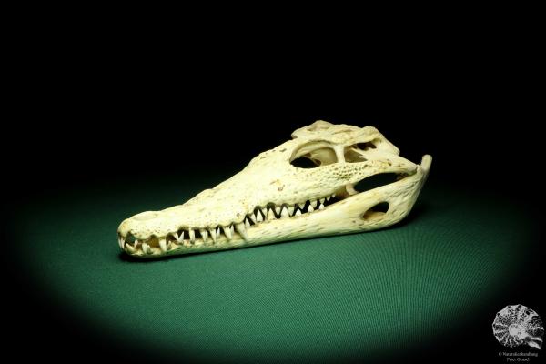 Crocodylus niloticus (20424) a skeleton from Madagascar | Taxidermy | Skeletons