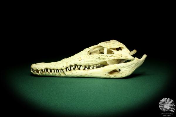 Crocodylus niloticus - Madagascar - (20424)