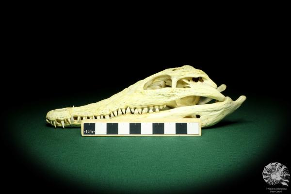 Crocodylus niloticus (20426) a skeleton from Madagascar | Taxidermy | Skeletons