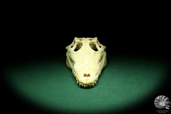 Crocodylus niloticus (20426) a skeleton from Madagascar | Taxidermy | Skeletons