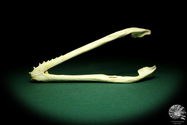 Crocodylus niloticus (20426) a skeleton from Madagascar | Taxidermy | Skeletons