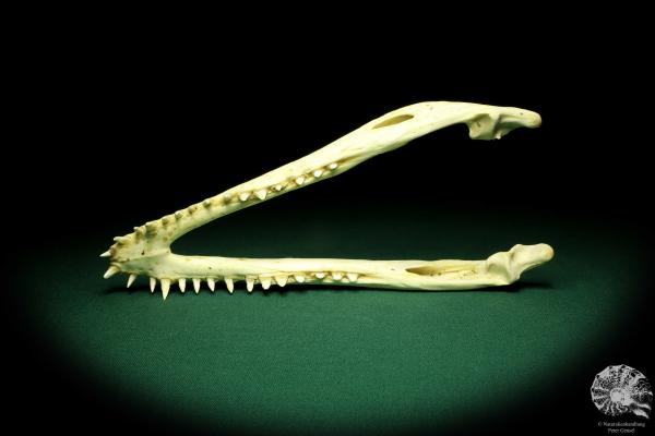 Crocodylus niloticus (20427) a skeleton from Madagascar | Taxidermy | Skeletons