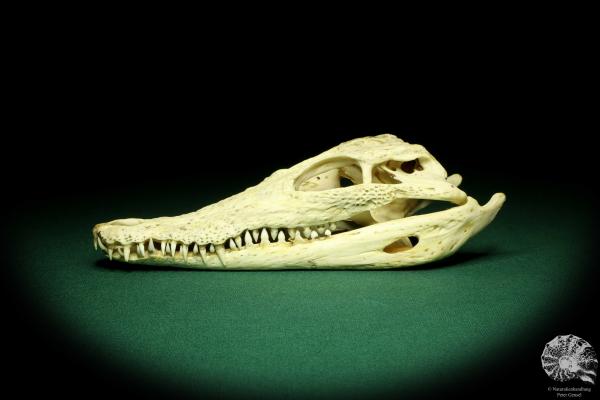 Crocodylus niloticus - Madagascar - (20428)