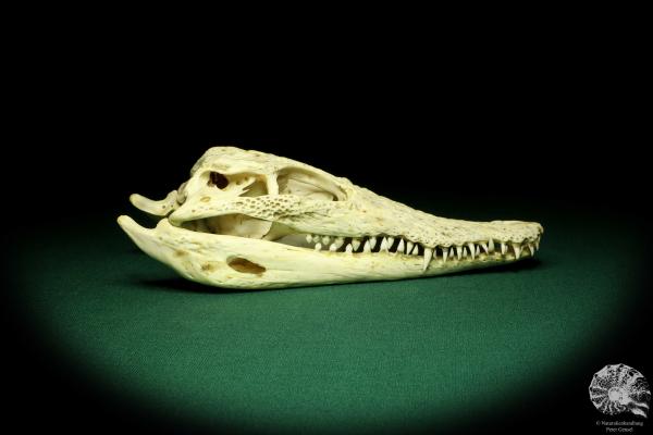 Crocodylus niloticus (20428) a skeleton from Madagascar | Taxidermy | Skeletons