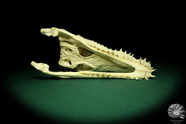 Crocodylus niloticus (20430) a skeleton from Madagascar | Taxidermy | Skeletons