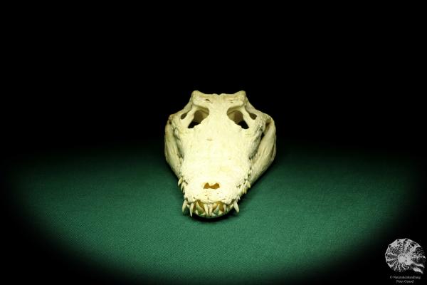 Crocodylus niloticus (20432) a skeleton from Madagascar | Taxidermy | Skeletons